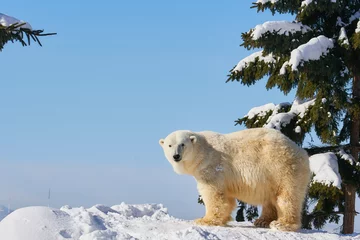 Store enrouleur sans perçage Ours polaire 雪の上のシロクマ  