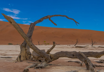 Deadvlei (dead marsh), a white clay pan in the Namib-Naukluft Park in Namibia. Surrounded by the highest sand dunes in the world, reaching 300–400 meters,