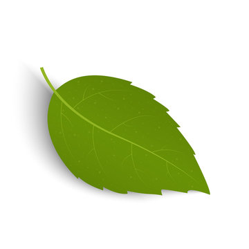 Green leaf isolated on a white background. Vector illustration