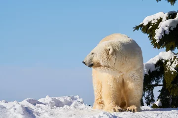 Store enrouleur sans perçage Ours polaire 雪の上のシロクマ