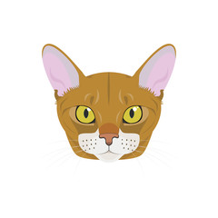 Abyssinian cat isolated on white background vector illustration