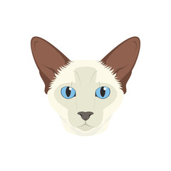 Balinese cat isolated on white background vector illustration