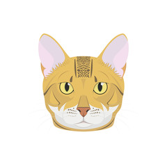 Bengal cat isolated on white background vector illustration