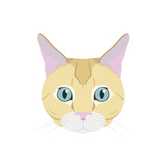 European Shorthair cat isolated on white background vector illustration