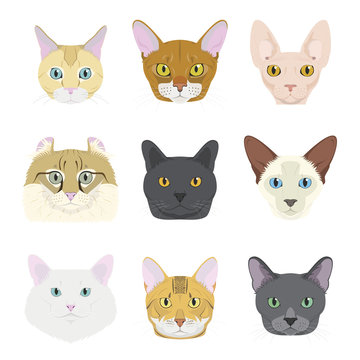 Cat breeds Vector Collection: Set of 9 different cat breeds in cartoon style.