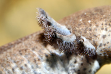 Axalotl gills close-up
