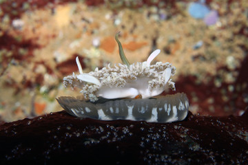 upside down jellyfish