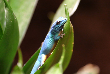 Gecko auf Blatt