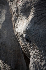 Detail shot of elephant head