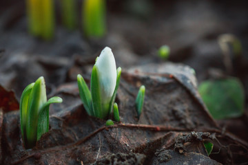 Galanthus, snowdrop three flowers against the background of trees.