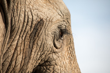 Detailed shot of elephant head