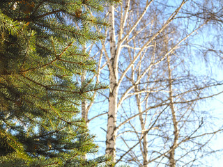 Birch, spruce, fir tree, pine tree against the blue winter sky
