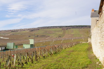 vignes et campagne de bourgogne
