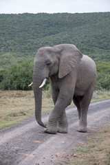 Fototapeta na wymiar Elephant walking up gravel road