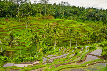 The Tegallalang subak rice terrace system in Ubud, Bali, Indonesia.