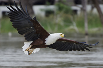 Aquila pescatrice sul lago Baringo, Kenya