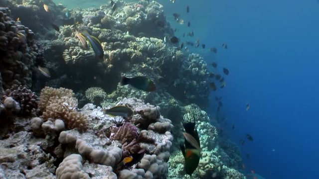 Fish eat dead black sea urchin Echinothrix diadema underwater. Colorful world of wild marine nature on background of beautiful lagoon. Awesome video of wildlife in Egypt.
