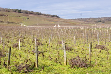vignes et campagne de bourgogne