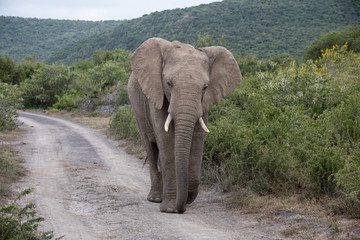Fototapeta na wymiar Elephant walking up a gravel road