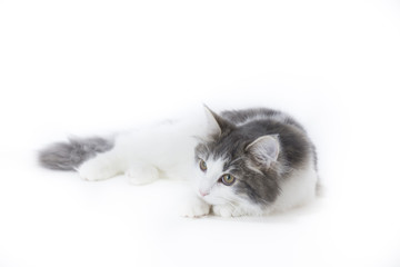 ノルウェージャンフォレストキャット