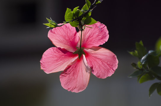 Un fiore id ibisco si staglia controluce