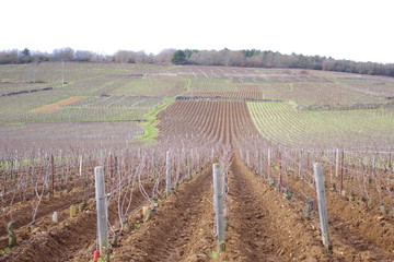 vignes et campagne de bourgogne