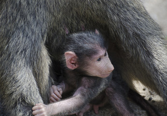 Cucciolo di babbuino con la madre