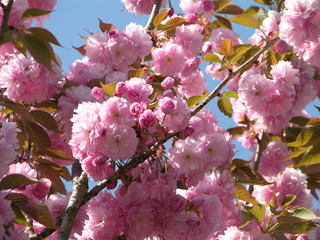 Albero rosa in fiore