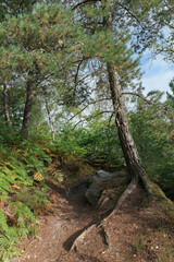 Sentier des 25 bosses dans le massif des trois pignons en Île de France