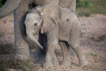 Little baby elephant leaning on mother