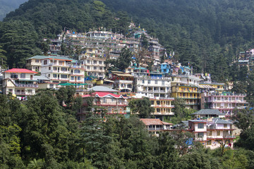 Obraz premium Houses and a pine forest in Himalaya mountains in Dharamsala, India