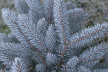 Hoarfrost on blue spruce branches. First frost covered spruce, Picea pungens.