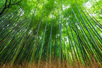 Fototapeta na wymiar Green bamboo garden row in Arashiyama tradition sightseeing in Kyoto