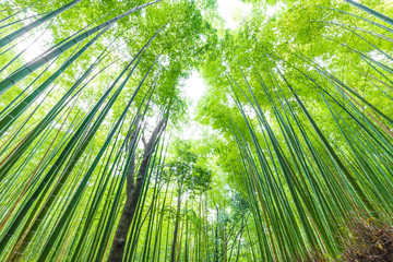 Fototapeta na wymiar Green bamboo garden row in Arashiyama tradition sightseeing in Kyoto