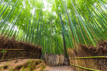 Green bamboo garden row in Arashiyama tradition sightseeing in Kyoto