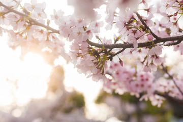 Pink sakura blossom flower with tree branch