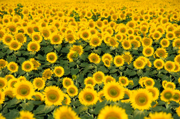 Field of blooming sunflowers on sunny day. Summer landscape