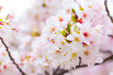Obraz premium Sakura cherry blossom close up on tree branch