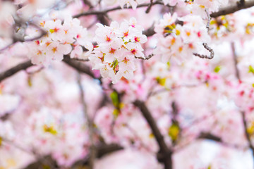 Sakura cherry blossom close up on tree branch