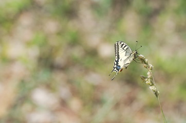 Papilio Machaon Butterfly