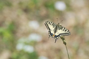 Papilio Machaon Butterfly