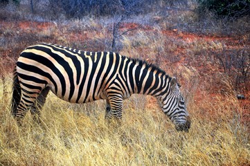 zebra