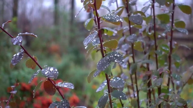 Dew drops in the morning on the stems of grass.  Morning condensation of water on leaves and stems. 
