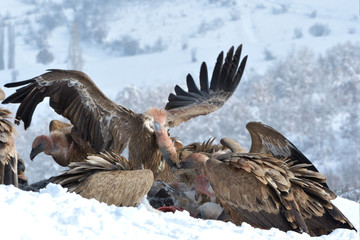Griffon Vultures Eating in Winter