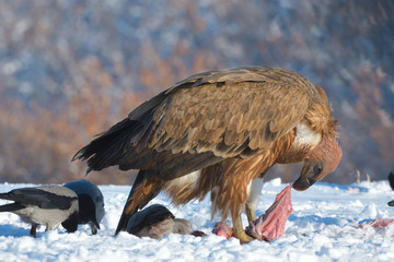 Griffon Vultures Eating in Winter