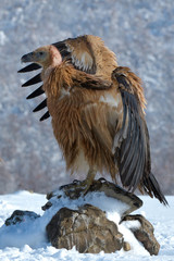 Griffon Vulture Resting on a Rock, in Mountains, in Winter