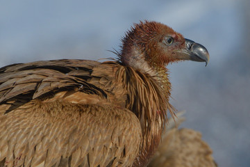 Fototapeta premium Young Griffon Vulture Portrait