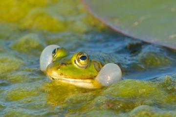 Edible Frog on Water