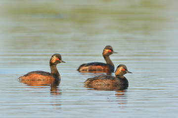 Group of Black Necked Grebes on Water