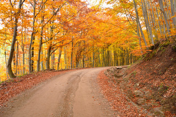 Naklejka na ściany i meble Beautiful Forest in Autumn, in Romania